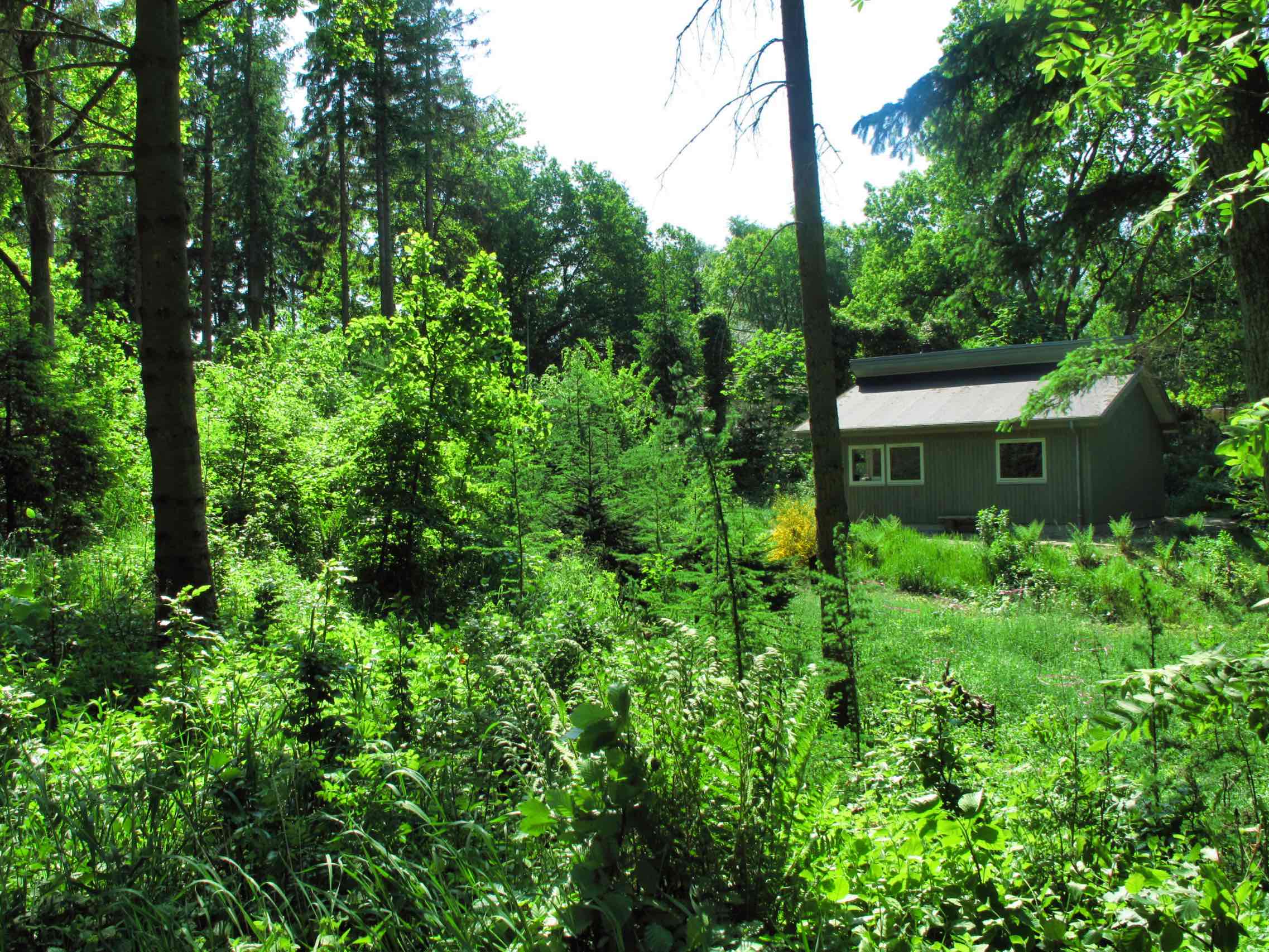 Min kommende nye skov